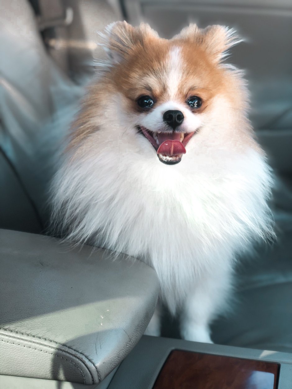 Шпиц Пинтерест