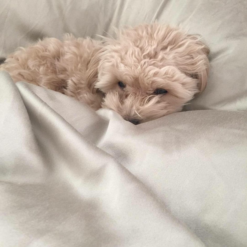 Эстетичные животные