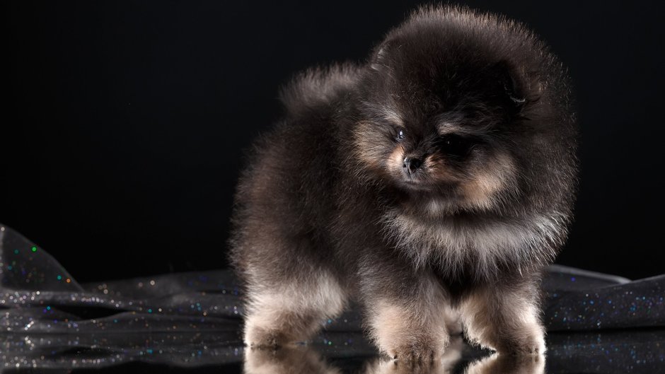 Померанский шпиц