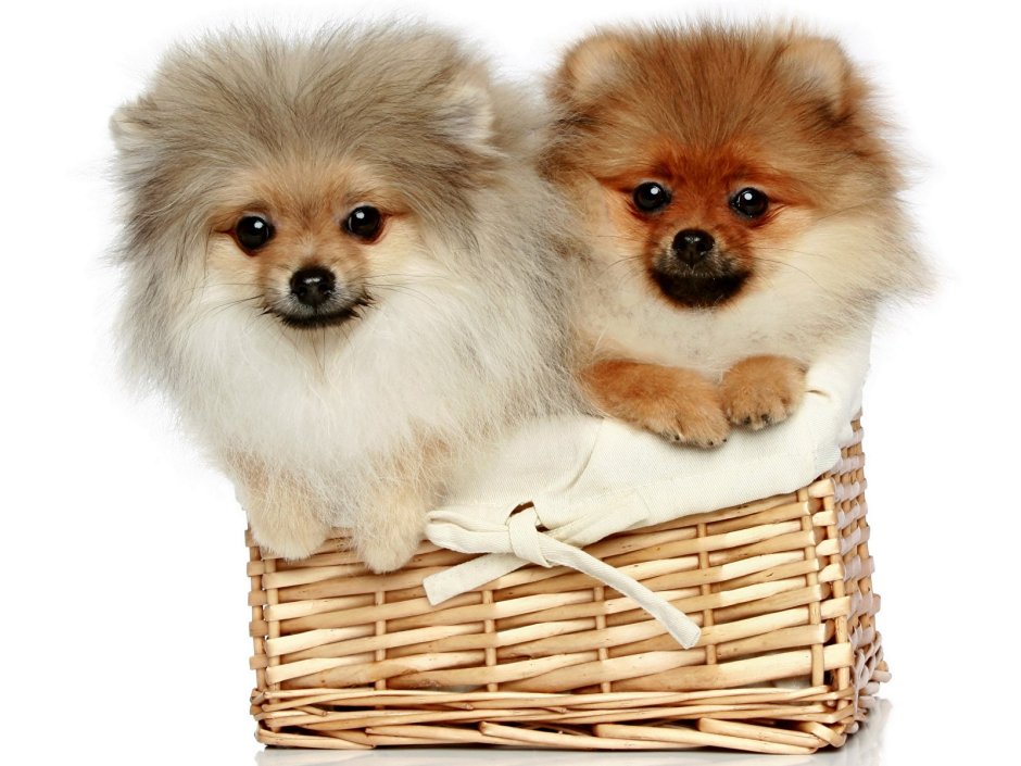 Померанский шпиц