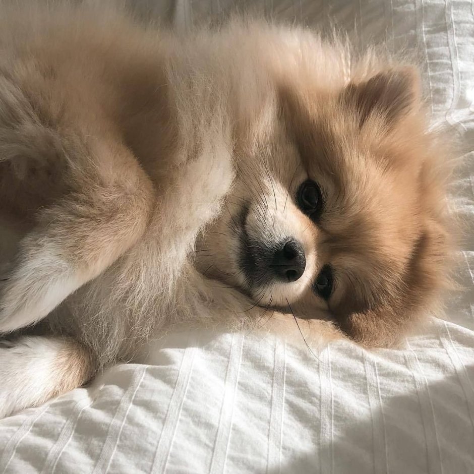 Эстетика шпица померанский щенок