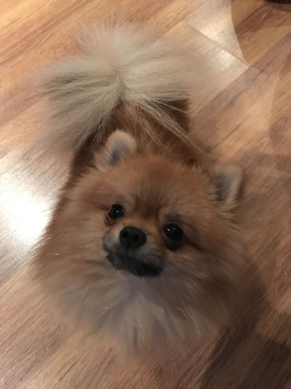 Шпиц смешанный