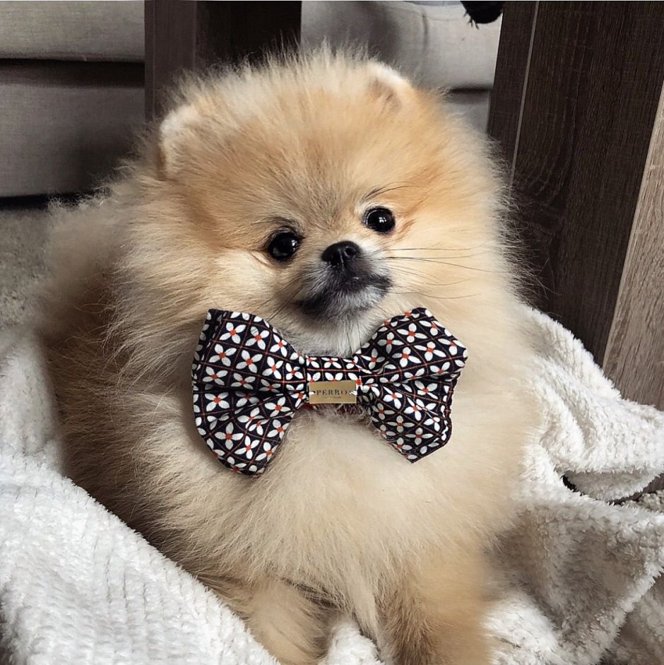 Померанский шпиц короткошерстный