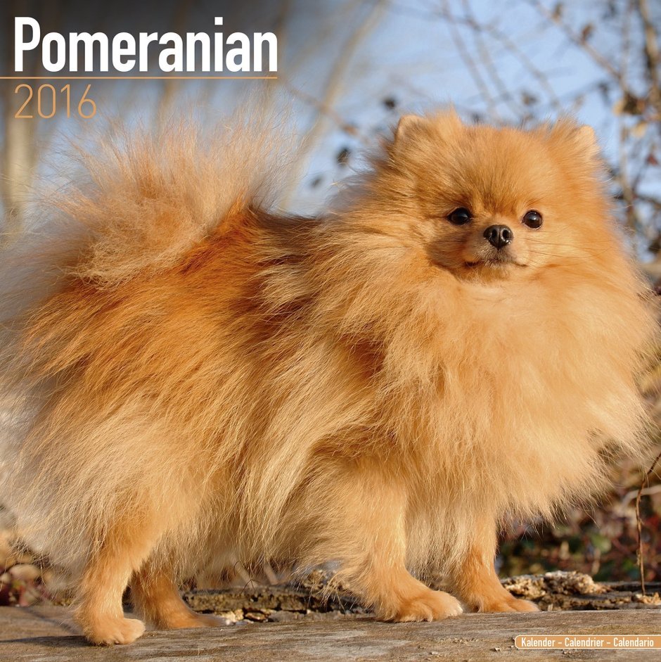 Pomeranian Nain