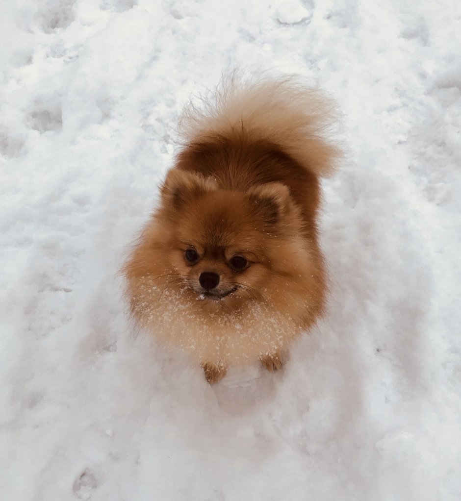 Померанский шпиц Карамельный