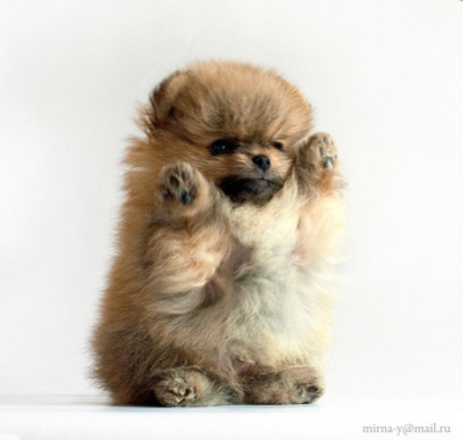 Померанский шпиц Детеныши