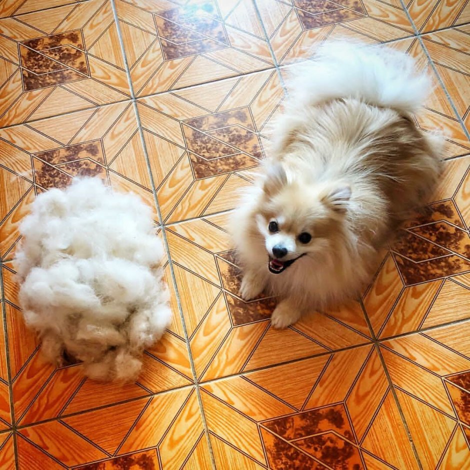 Пуховый шпиц померанский