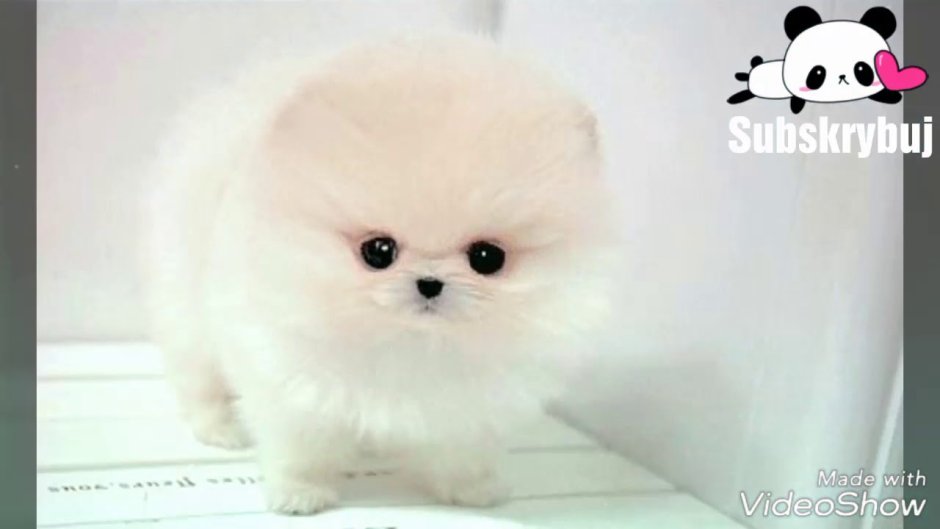 Teacup Pomeranian порода