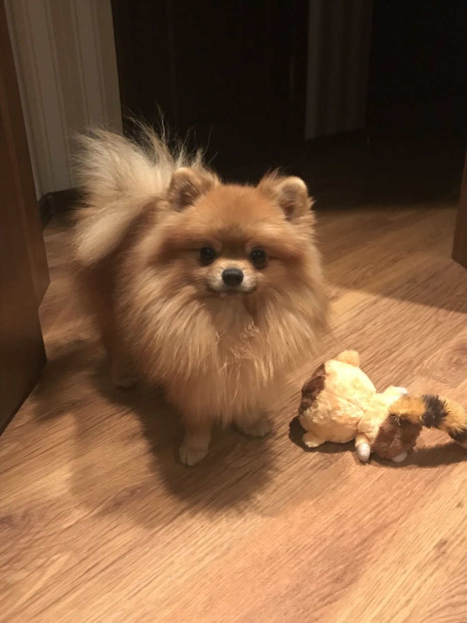 Грустный шпиц