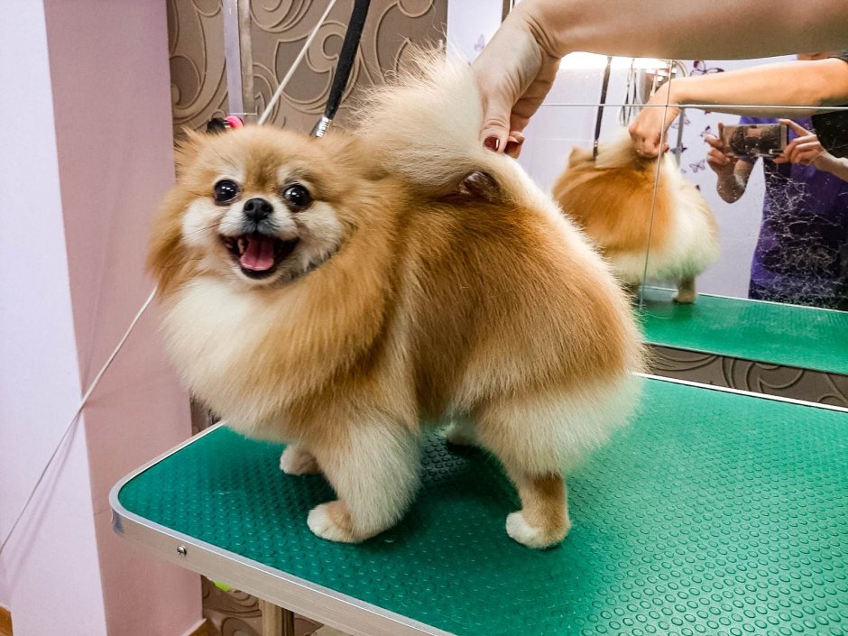 Грумминг померанского шпица