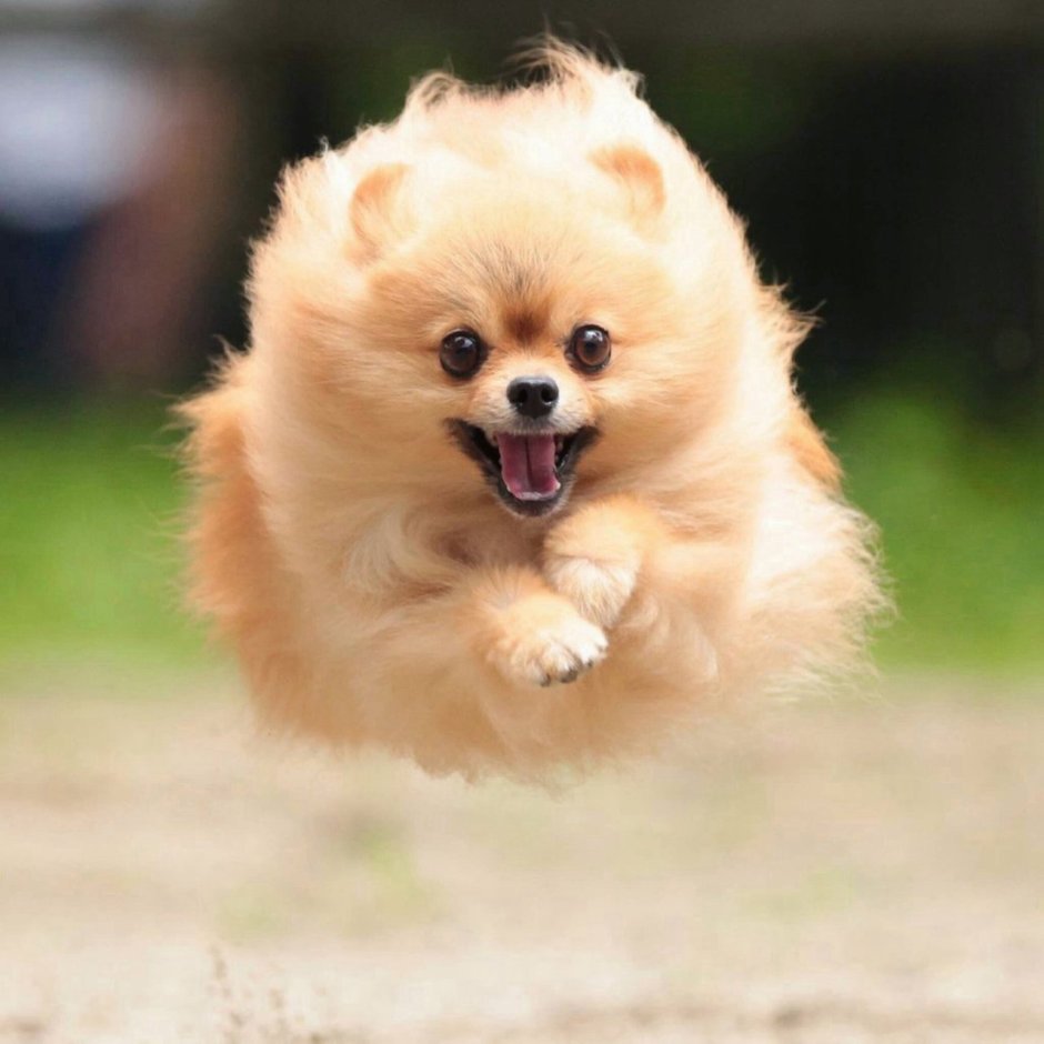 Самые милые Шпицы