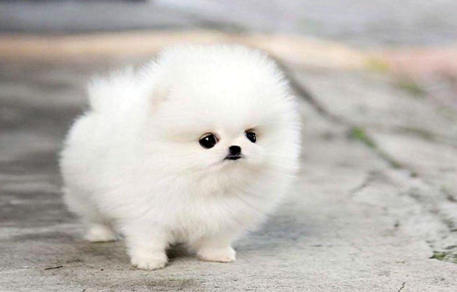 Micro Teacup White Pomeranian