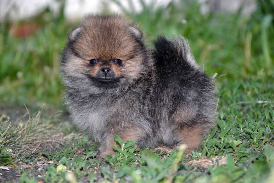 Померанский шпиц дымчатый