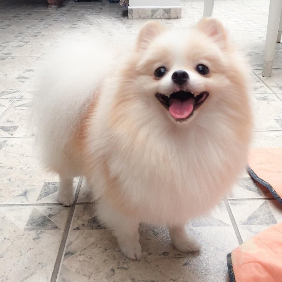 Белый шпиц Эстетика