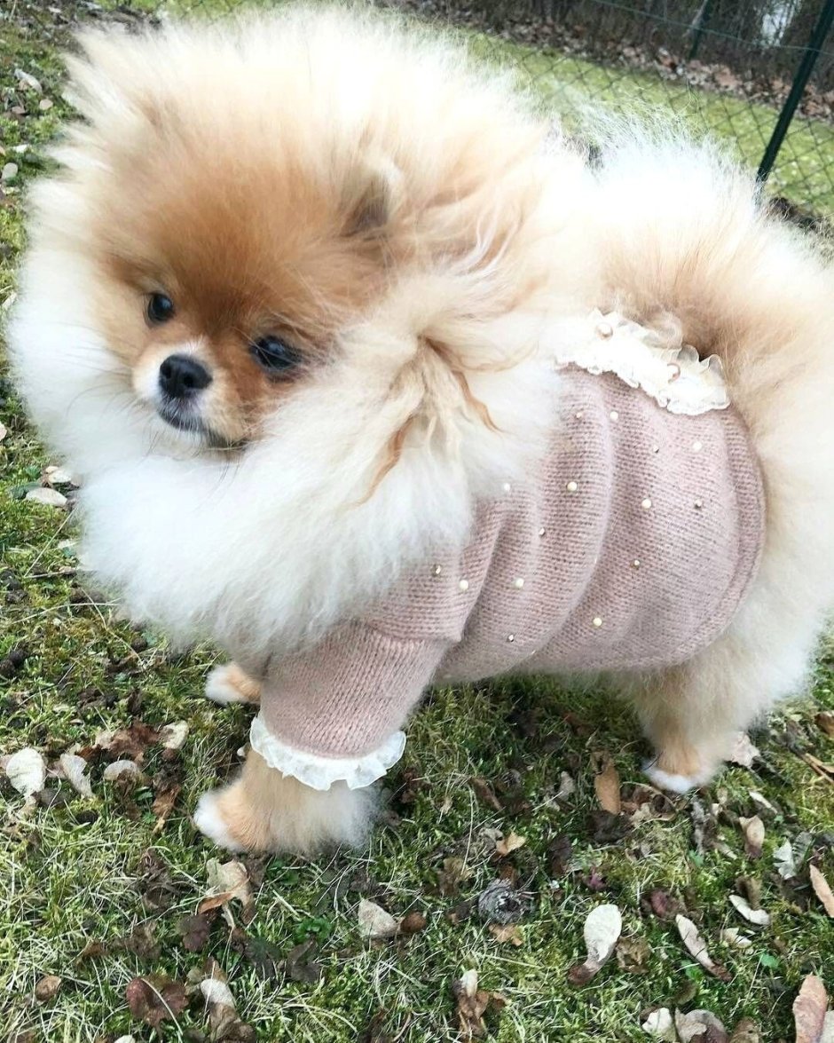 Померанский шпиц экстерьер