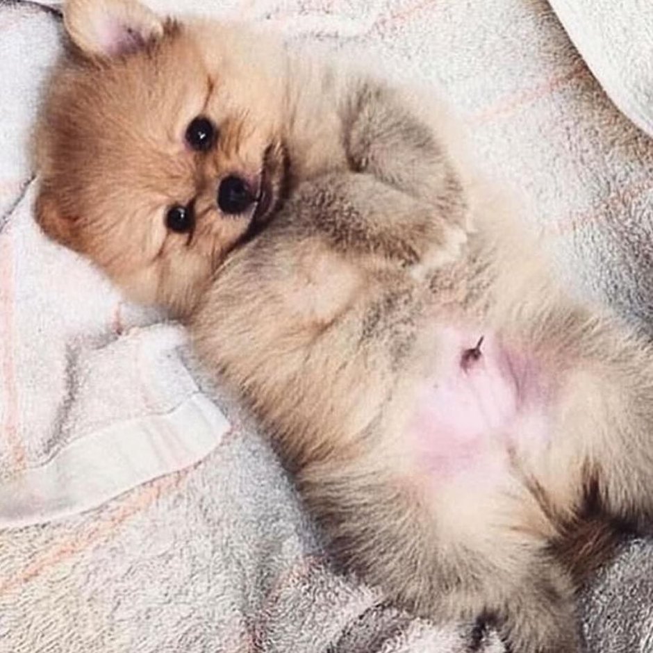 Померанский шпиц Беленький спит