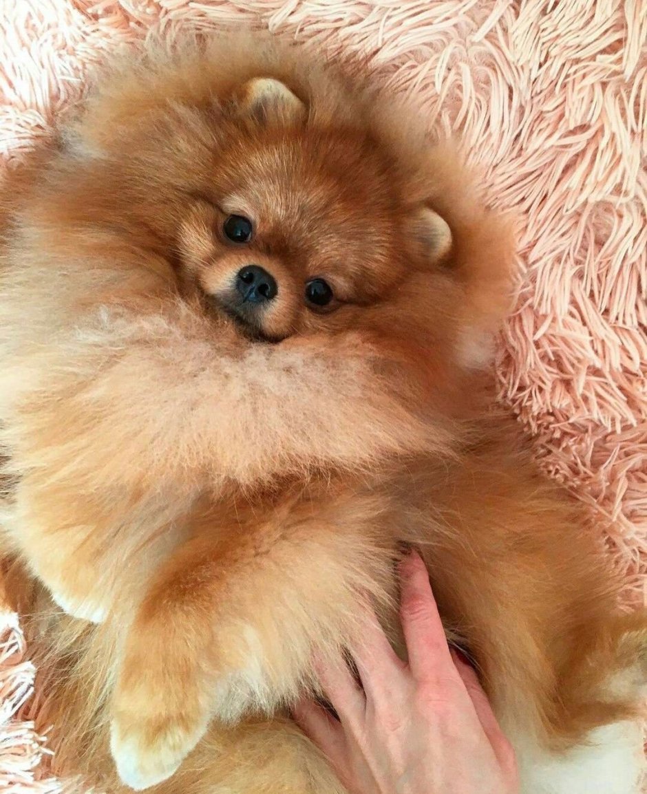 Шпиц карликовый персиковый