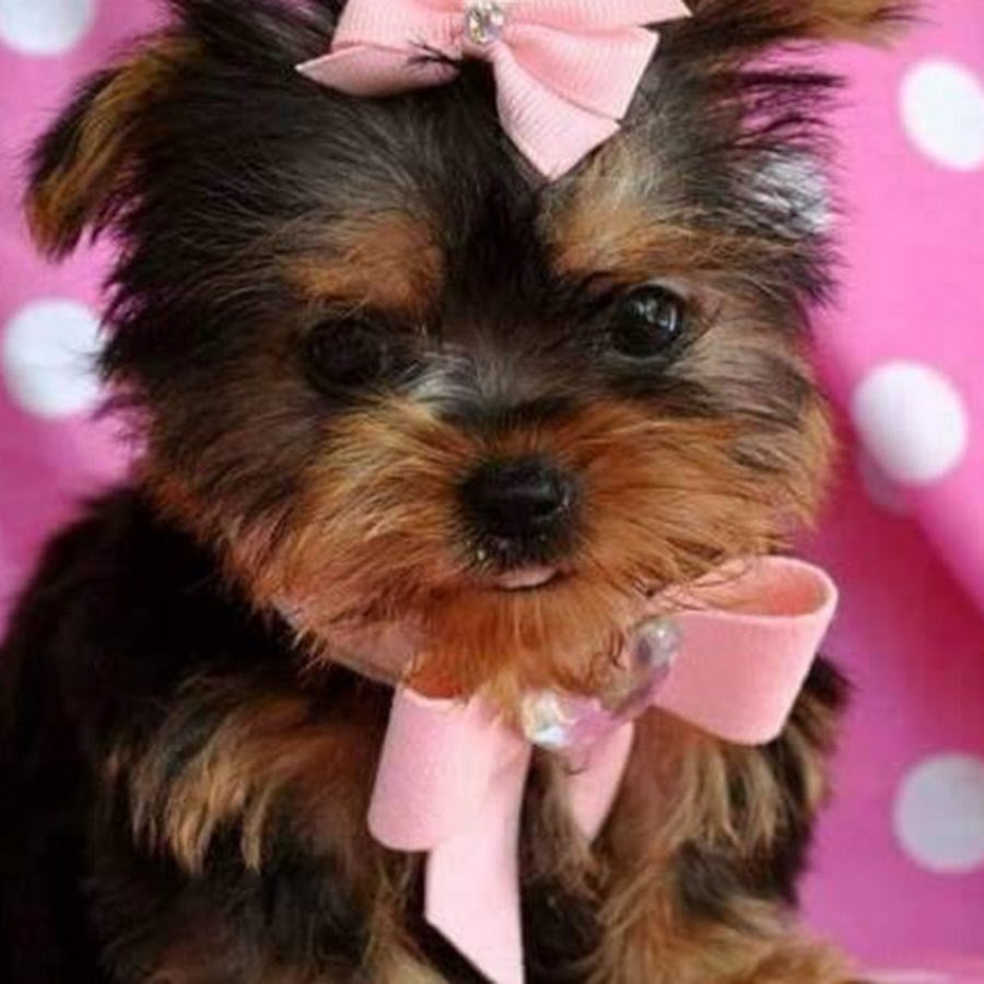 Беспородная собака терьер