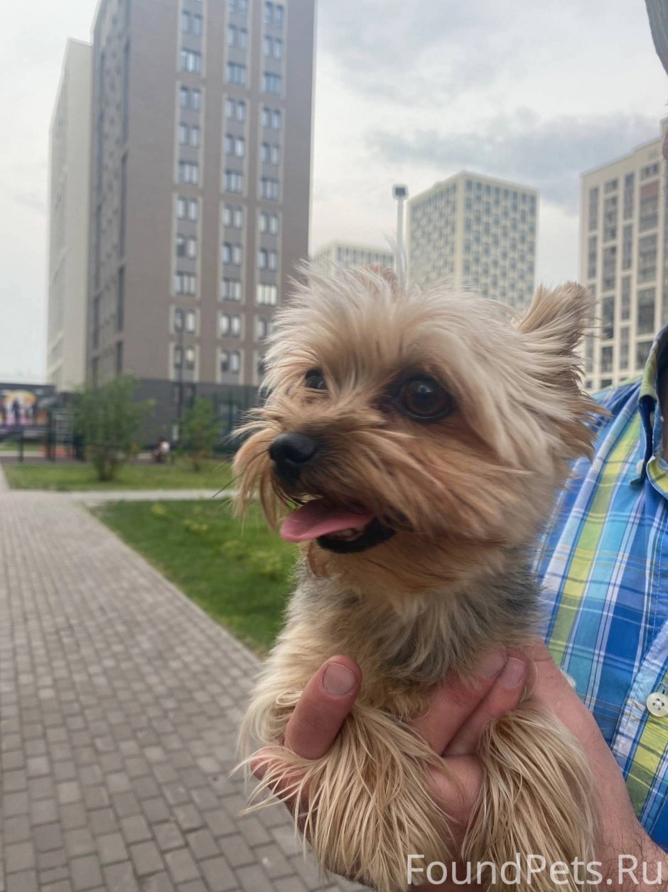 Эрдельтерьер , Лейкленд