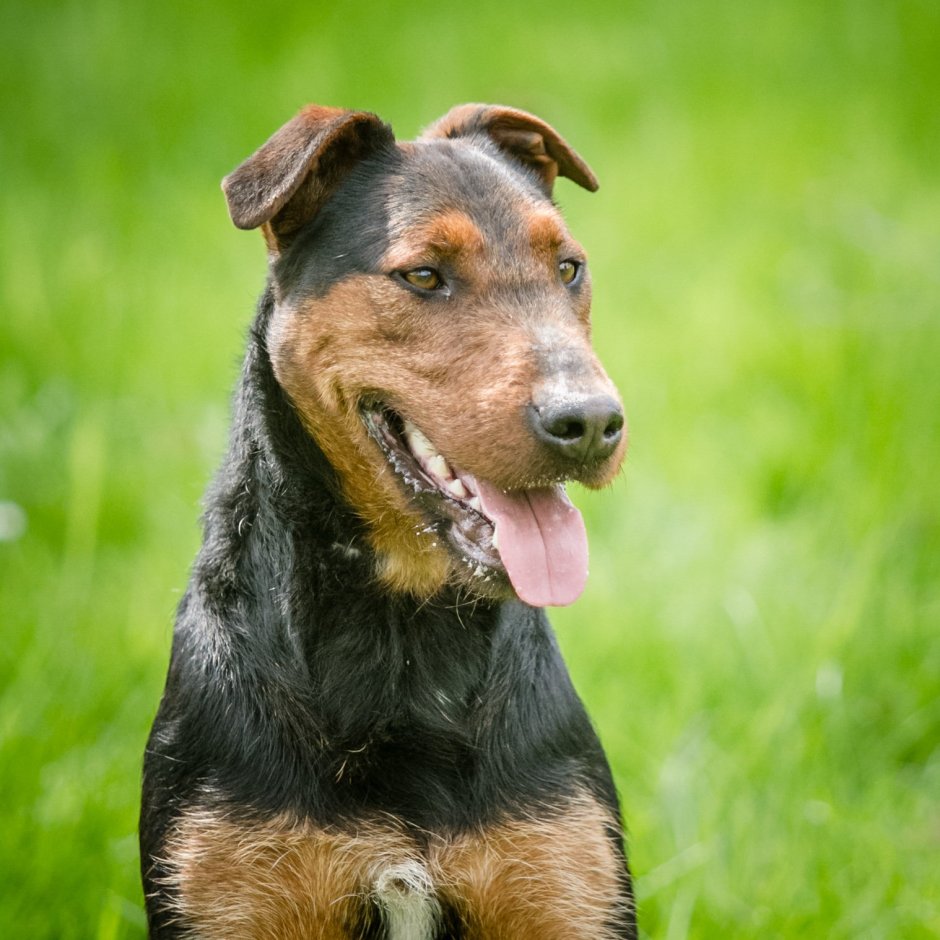 Терьер охотничий норный