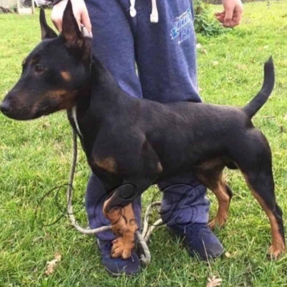 Breed Йоркширский терьер