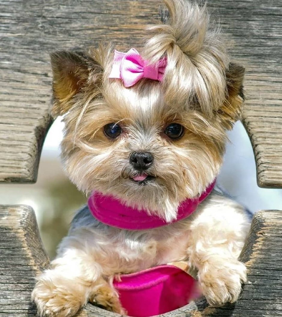 Ешкорский терьер