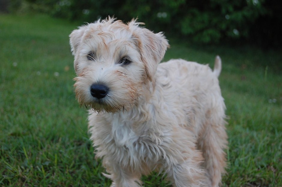 Терьер Вайт Хайн