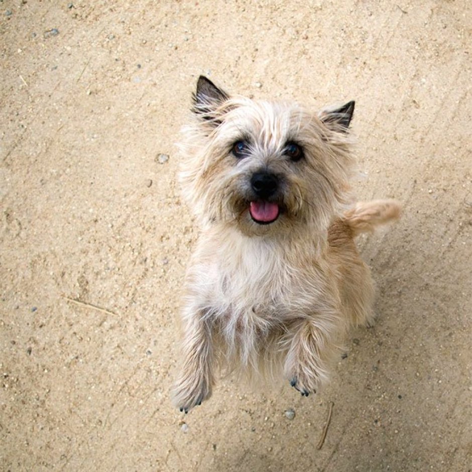 Джек-Рассел-терьер коротколапый