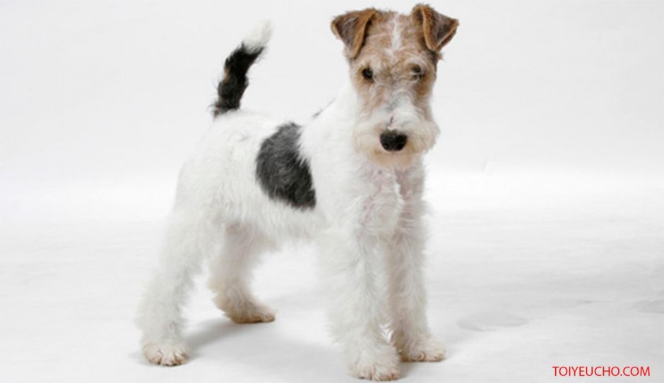 Порода собак Цвергшнауцер