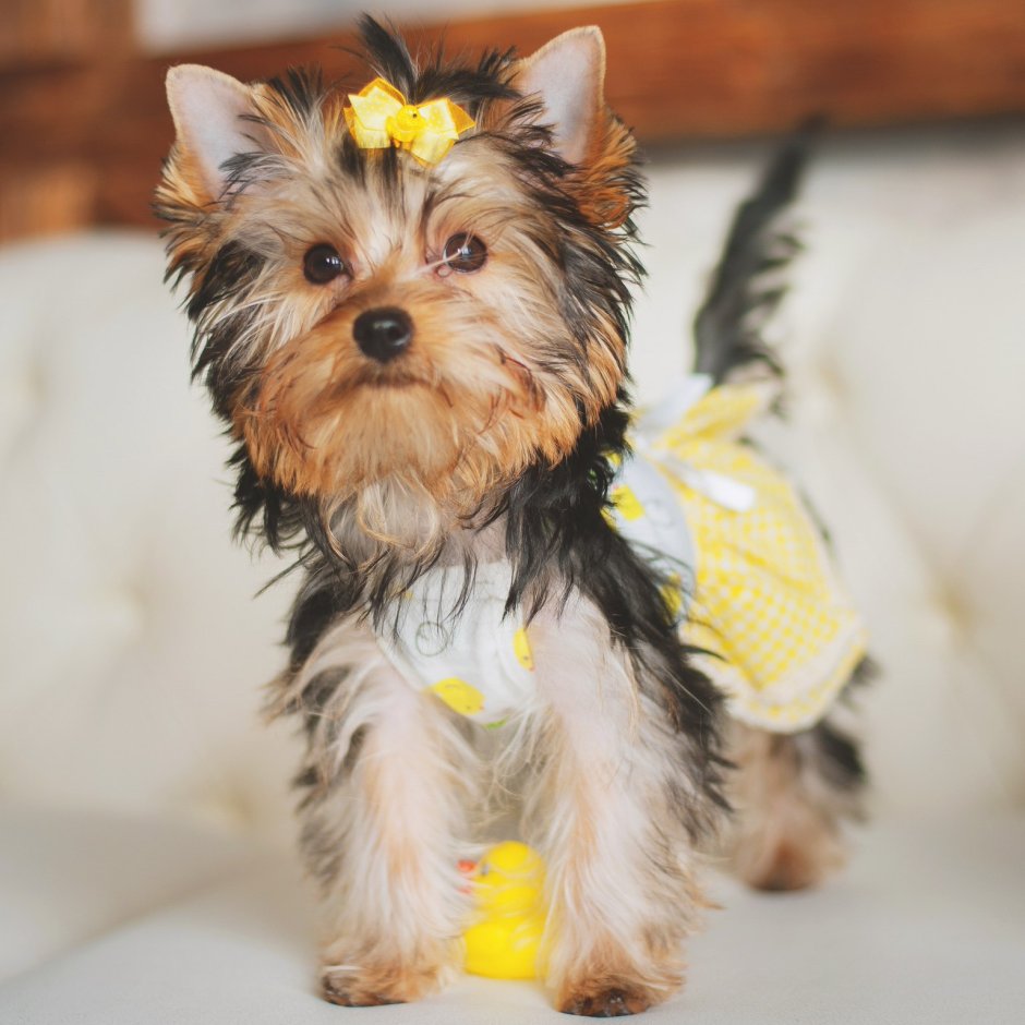 Еркершитский терьер