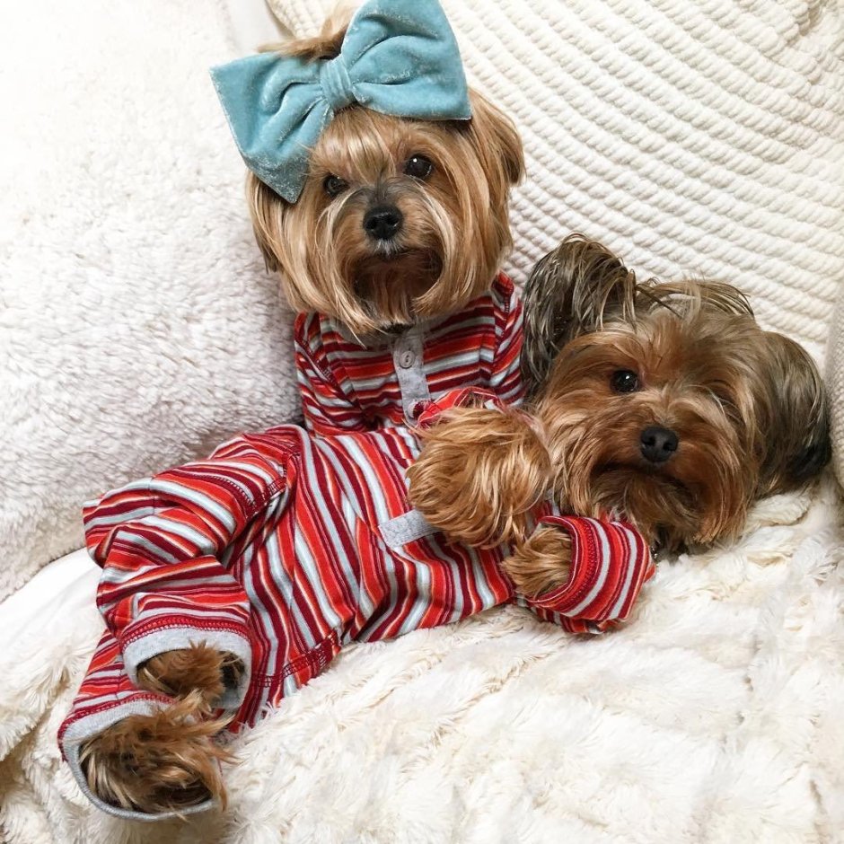 Баффи Йоркширский терьер