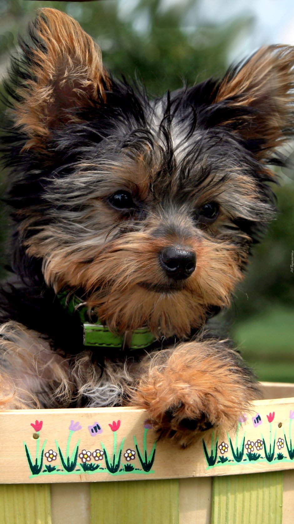 Новозеландский терьер