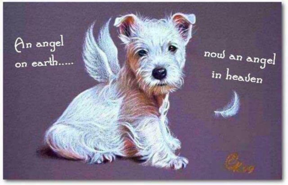 Йоркширский терьер мини