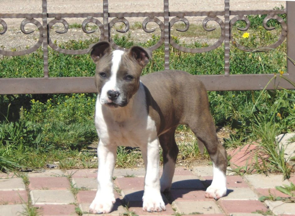 Глен оф имаал терьер щенки