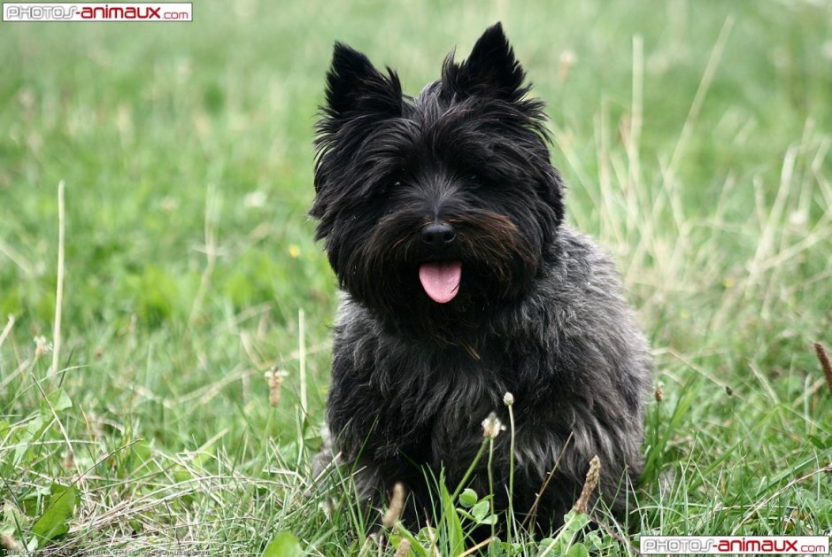 Йоркский терьер арт