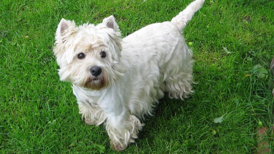 Вестхаундлерский Уайт терьер