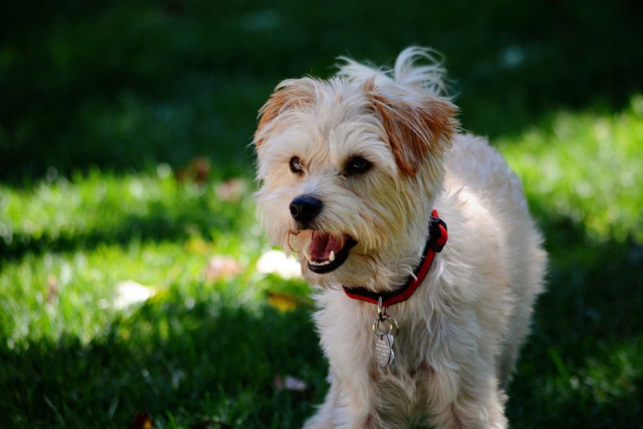 Вест хайленд Блэк терьер