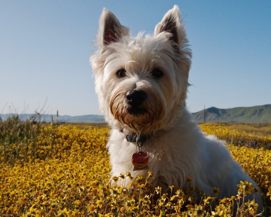 Йоркширский терьер Микки