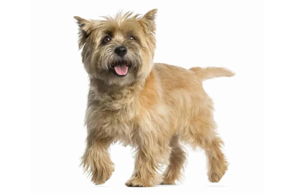 Вест хайленд терьер