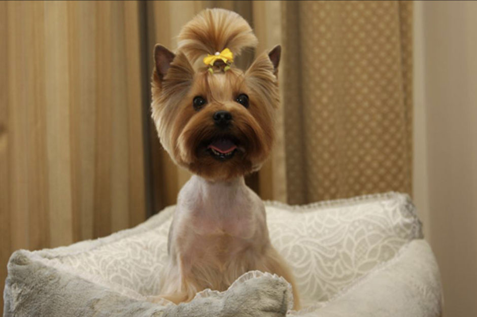 Чихуахуа черно подпалый