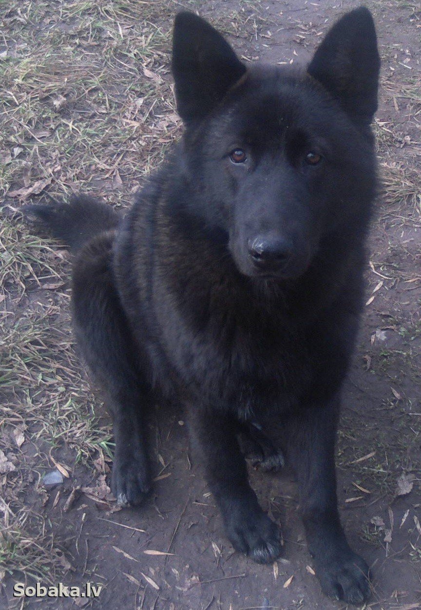 Норвежский черный элкхаунд