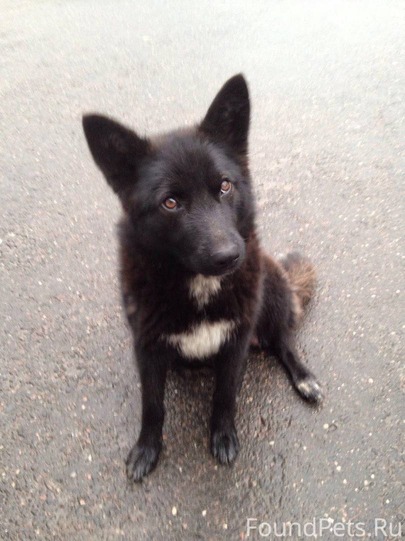 Карельская медвежья лайка