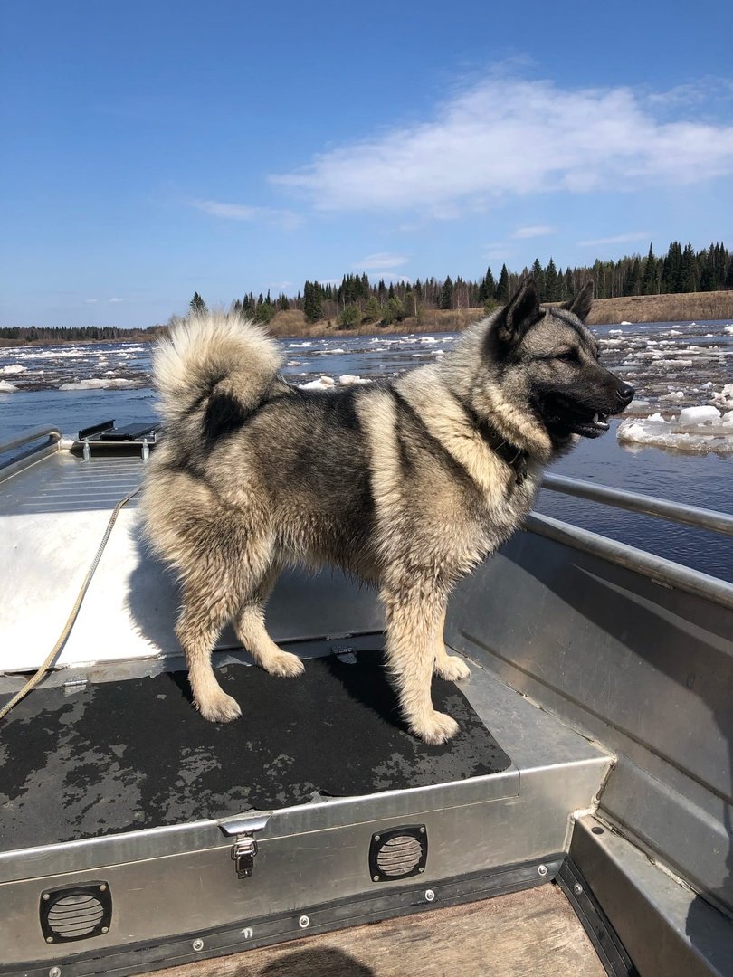 Шведский емтхунд