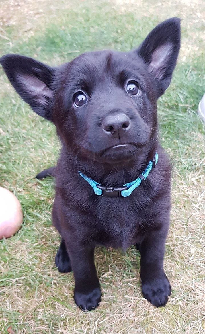 Западносибирская лайка черная