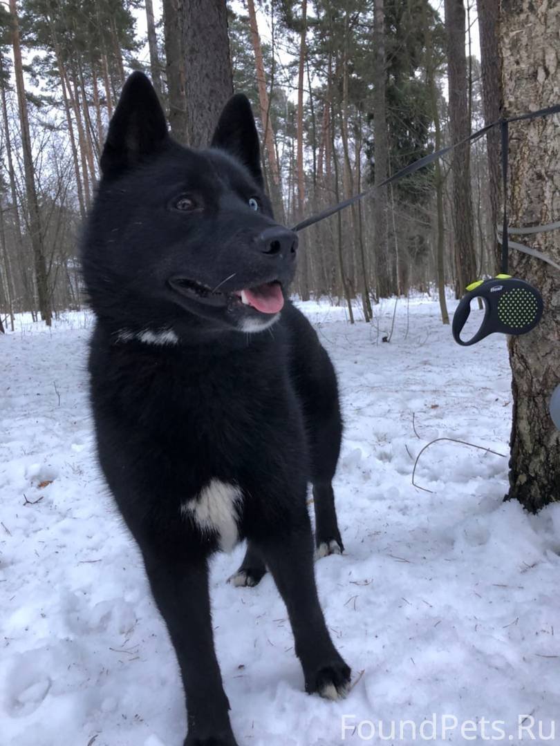 Русско-европейская лайка черная