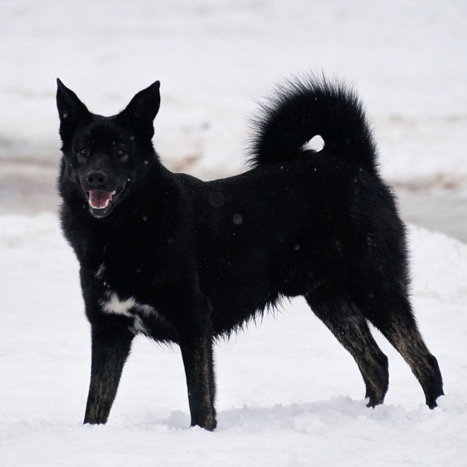 Западносибирская лайка черная