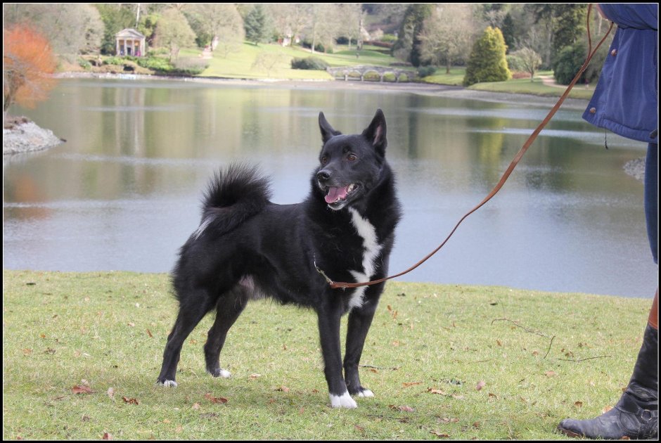 Лайка элкхаунд черный