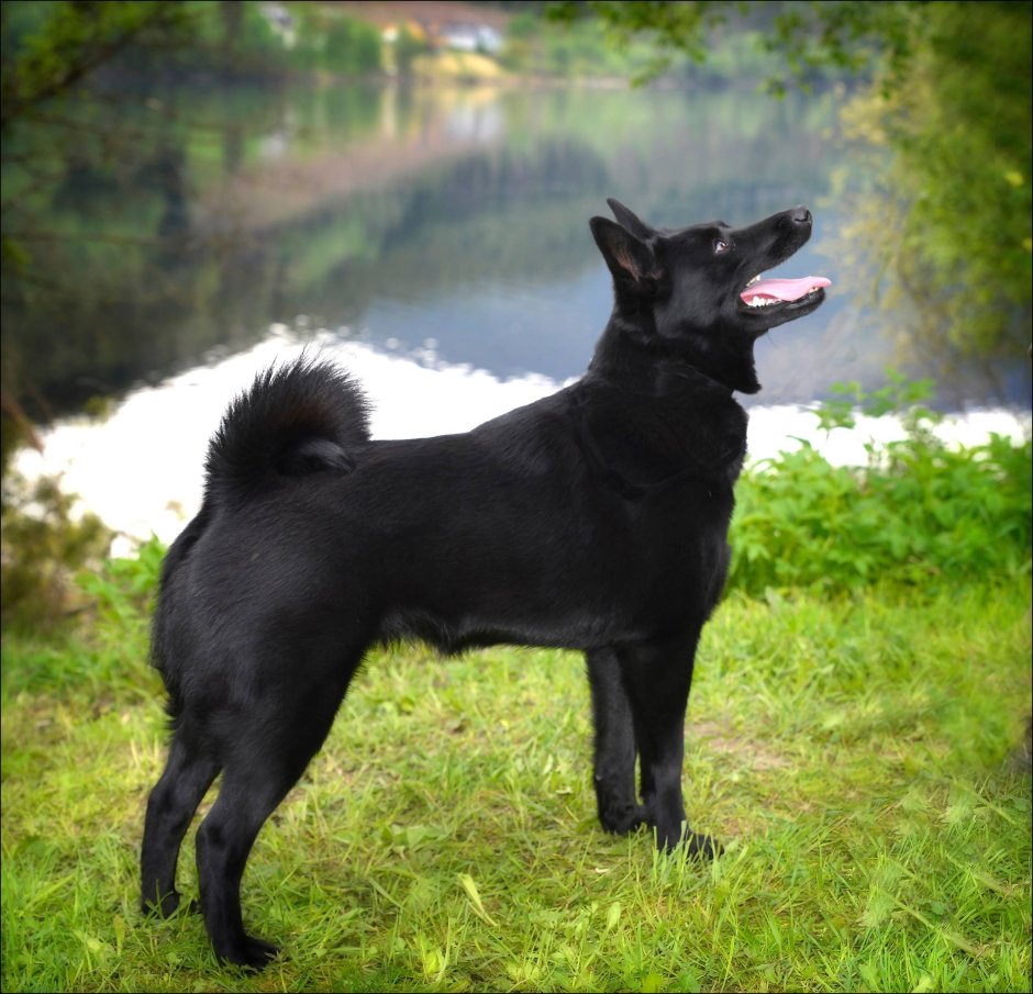 Черная Норвежская лайка элкхаунд