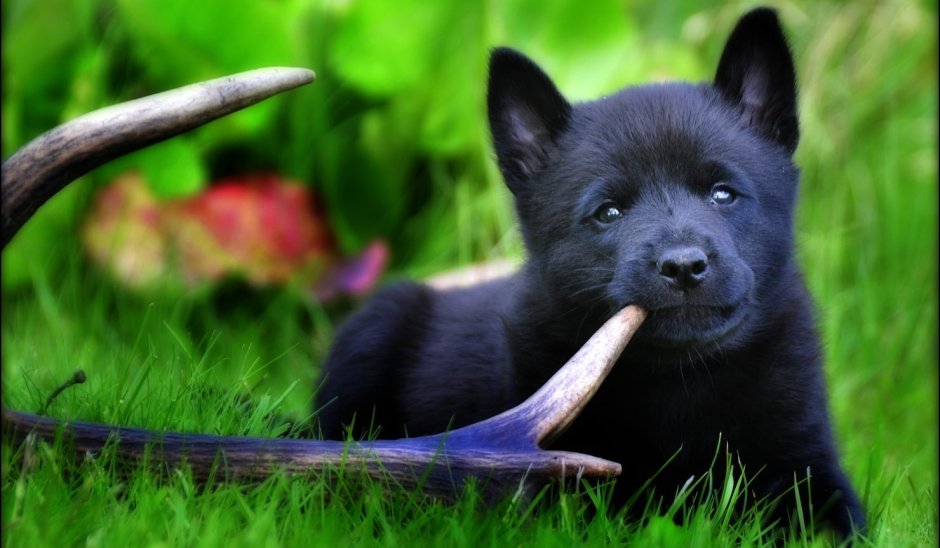 Норвежский черный элкхаунд