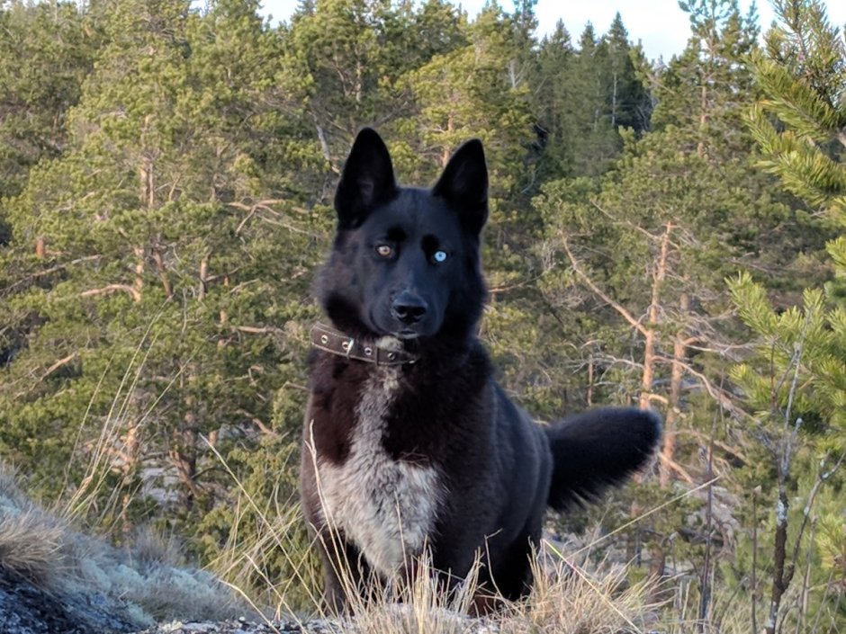 Черный Клевер норвежский элкхаунд